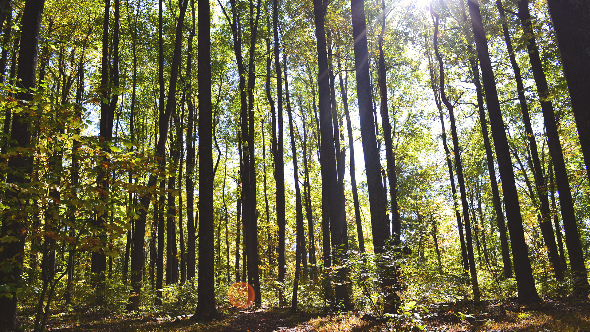 Forest